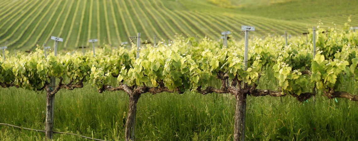 Wine Country